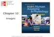 Chapter 10:  Nervous System I: Basic Structure and Function Hole's Human Anatomy and Physiology