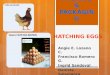 Exporting, packing & packaging hatching eggs