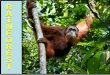 RAINFOREST  ANIMALS  Esőerdő állatok