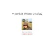 Meerkat photo display_s-latest_