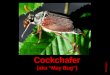 The Love Life of the Cockchafers