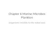 Chapter 6 marine microbes
