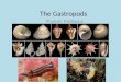 The gastropods
