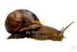 Stacy's snails