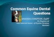 Common Equine Dental Questions