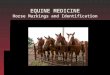Horse Markings & Identification
