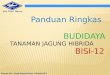 Presentasi Budidaya Jagung BISI-12