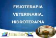 Fisioterapia veterinaria. Hidroterapia