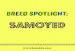 Hundido's Breed Spotlight: Samoyed