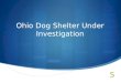 Ohio Dog Shelter Under Investigation