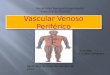 Vascular venoso periférico