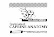 Essentials of caprine anatomy