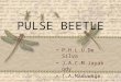 Pulse bettle