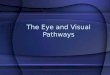 The eye and visual pathways for moodle