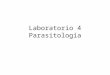 Laboratorio 4 Parasitología. 1. Biopsia de úlcera - Leishmaniosis