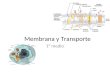 Membrana y Transporte 1° medio. La mayoría de las membranas celulares constituyen un mosaico fluido de fosfolípidos y proteínas. Membrana plasmática