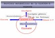 GLUCOSA-6-P Destinos metabólicos de la GLUCOSA-6-FOSFATO Glucógeno-génesis Glucógeno Via de las Pentosas Ribosa-5-P Piruvato Glucosa Glucosa-6-fosfatasa
