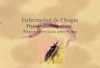 Enfermedad de Chagas Trypanosoma cruzi. Tripanosomiasis americana