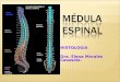 HISTOLOGIA Dra. Elena Morales Casasola.. Tubo neural caudal: Ectodermo Temprano en el desarrollo, el tubo neural forma una estructura separada de la cavidad