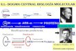 8.1.- DOGMA CENTRAL BIOLOGÍA MOLECULAR TEMIN: NOBEL 1975 Retrotranscriptasa F. Crick 1970