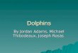 Dolphins Research