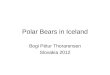 Polar bears in iceland
