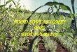 Food sovereignty, biodiversity, july 27, 2005