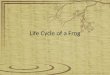 Powerpoint for science module life cycle of a frog
