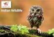 Wild life tours, wild life sanctuaries, wild life sanctuaries in india