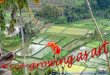 Bali 61 Rice-growing as Art