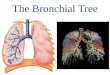 Bronchial tree alveoli lungs  review