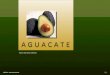 Agricultura (aguacate)