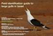 Updated 1/12/10 Full 109 pages PDF Israel large gullsidentification guide