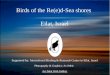 Birds Of The Red-Sea, Eilat, Israel