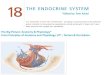 Sistem Endokrin/Hormon (Endocrine/Hormone System)