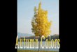 Autumn Colors (Nx Power Lite)