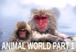 Animal World Part 1 (Pp Tminimizer)