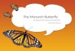 Monarch butterflies show