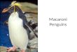 Penguins powerpoint