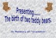 Birth of Two Teddy Bears