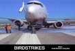 Bird Strikes