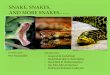 Seminar snake, snakes and more snakes