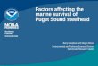 Factors affecting the marine survival of Puget Sound steelhead