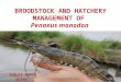 Broodstock nd hatchery management