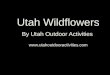 Utah Wildflowers - Wildflower Photos