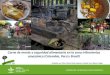 Bushmeat Trade in the Frontiers of Brazil, Peru, and Colombia
