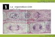 Biología. 2º bachillerato Unidad 12. Reproducción celular C.E.M HIPATIA-FUHEM Profesor: Miguel Ángel Madrid 12 La reproducción celular