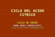 CICLO DEL ACIDO CITRICO CICLO DE KREBS HANS ADOLF KREBS(1937) CICLO DE LOS ACIDOS TRICARBOXILICOS