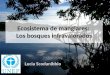 Ecosistema de manglares: Los bosques infravalorados Lucia Scodanibbio
