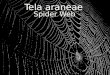 Tela araneae Spider Web. The elegant translucent web of the spider has, for millennia, represented the concept of interconnectedness. We speak of the